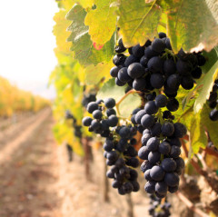 vineyard tours in napa valley